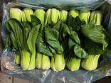 Pak Choi from Poland - photo 2