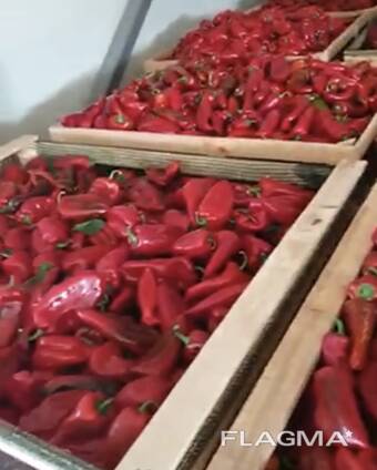 Paprika industry (for processing) Macedonia