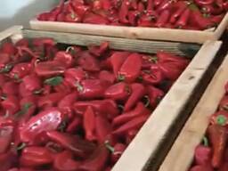 Paprika industry (for processing) Macedonia