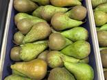 Pear "Conference" - фото 2