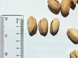 Pistachio, USA, natural / salted, US Extra N , wholesale / retail, roasting - фото 2