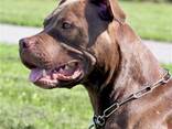 Pitbulli kutsikad - фото 1