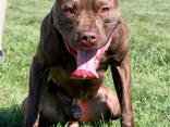 Pitbulli kutsikad - фото 2