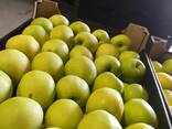 Polish apples (wide range of varieties) - фото 2