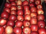 Polish apples (wide range of varieties) - фото 6