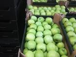 Polish apples (wide range of varieties) - фото 11