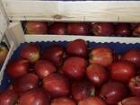 Polish apples (wide range of varieties) - фото 13