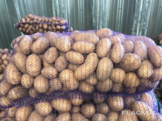 Poola kartulid: Vineta, Soraya, Queen Anne ja teised.