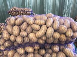 Poola kartulid: Vineta, Soraya, Queen Anne ja teised.