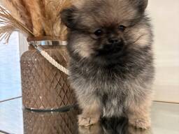 Pomeranian kutsikad – 11 nädalat vanad