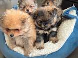 Pomeranian kutsikad – 11 nädalat vanad - фото 1