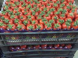 Помидор Kokteyl