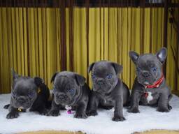 Prantsuse buldogi kutsikad – 11 nädalat vanad