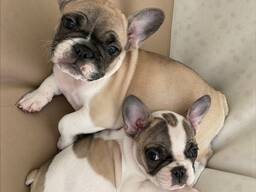 Prantsuse buldogi kutsikad on nüüd valmis!