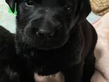 Puhtatõulised labradori retriiveri kutsikad - photo 2