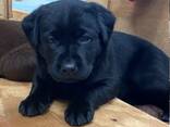 Puhtatõulised labradori retriiveri kutsikad - photo 5