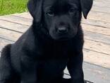 Puhtatõulised labradori retriiveri kutsikad - photo 10