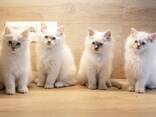 Ragdoll kittens – lief en speels! 10 weken oud - photo 1