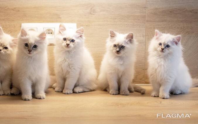 Ragdoll kittens – lief en speels! 10 weken oud