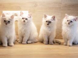 Ragdoll kittens – lief en speels! 10 weken oud