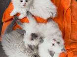 Ragdoll kittens – lief en speels! 10 weken oud - photo 2