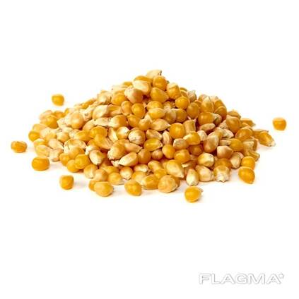 Кукуруза кормовая