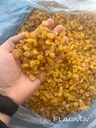 Rosinad Golden Kalifar