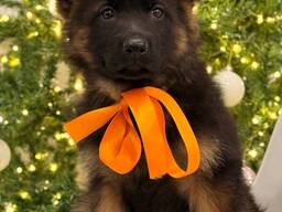 Saksa lambakoera kutsikad – 11 nädalat vanad