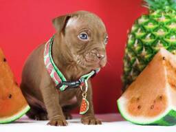 Щенки питбуля