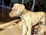Pitbulli kutsikad - photo 1
