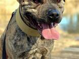 Pitbulli kutsikad - photo 6