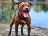 Pitbulli kutsikad - photo 8