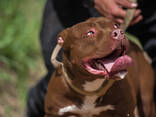 Pitbulli kutsikad - photo 4
