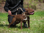 Pitbulli kutsikad - photo 5