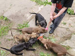 Pitbulli kutsikad - photo 1