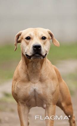 Pitbulli kutsikad