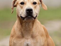 Pitbulli kutsikad