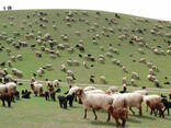 Sheep's wool