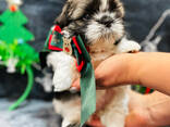 Shih tzu - photo 1