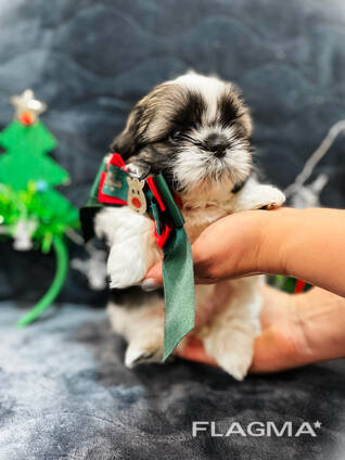 Shih tzu