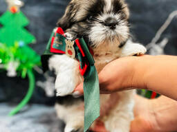 Shih tzu