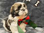 Shih tzu - photo 3