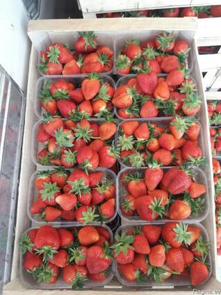 Strawberry Ukraine