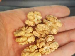 Walnut wholesale, from Kyrgyzstan / Manufacturer