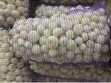 We sell peeled onions, caliber 40-80. - фото 1