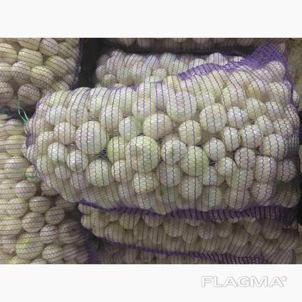 We sell peeled onions, caliber 40-80.