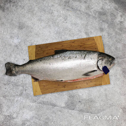Whole salmon fish