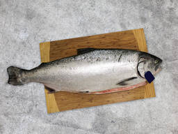 Whole salmon fish