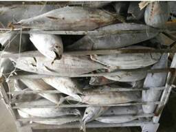 Wholesale good quality Fresh frozen/ frozen skip jack fish skipjack tuna for sale