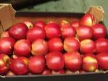 Яблоки из Польши! Apples from Poland! - фото 4